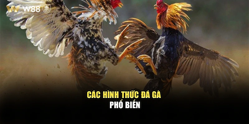 Các hình thức đá gà phổ biến