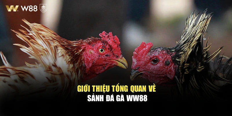 Giới thiệu tổng quan về sảnh đá gà WW88